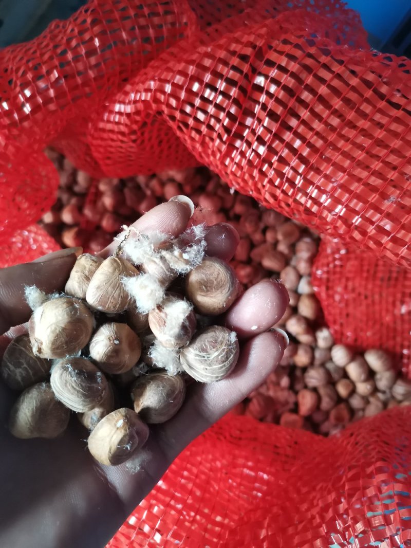 发财树种子包邮