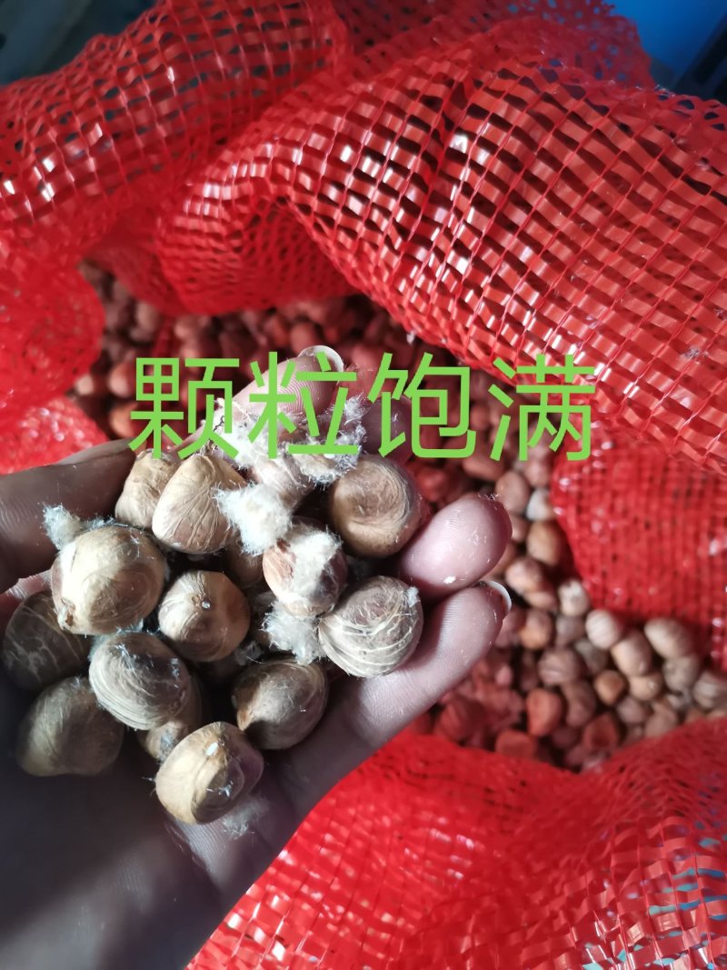 发财树种子包邮