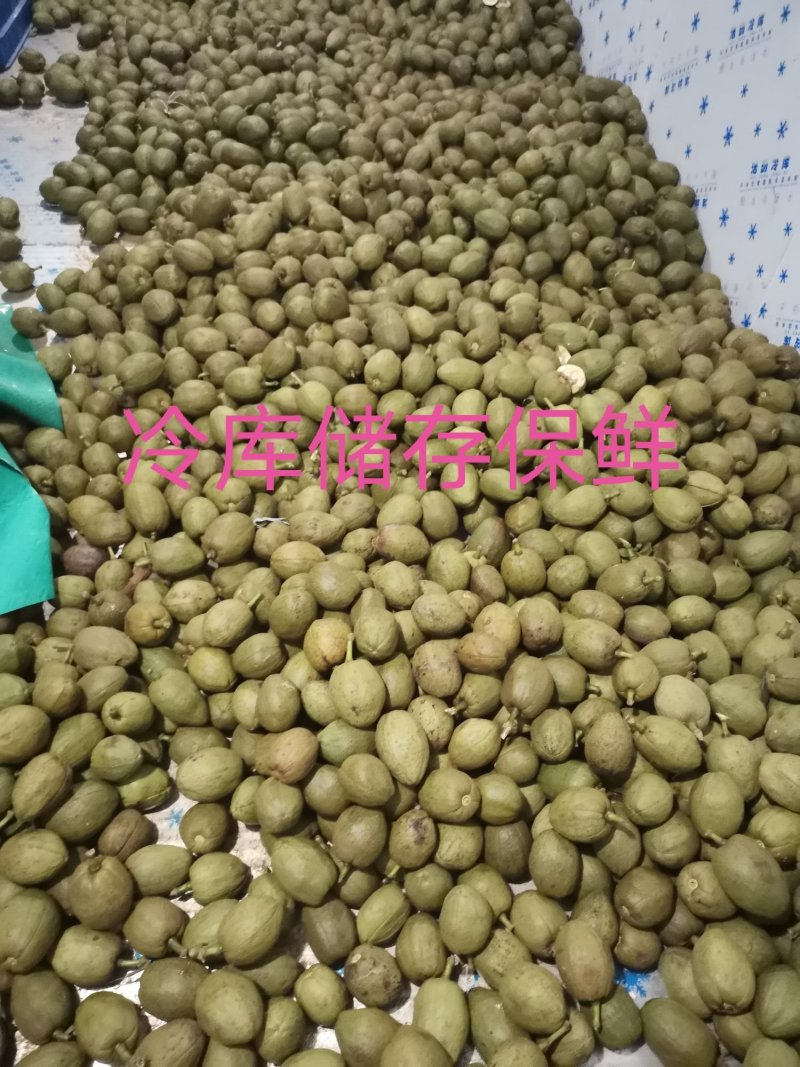 发财树种子包邮