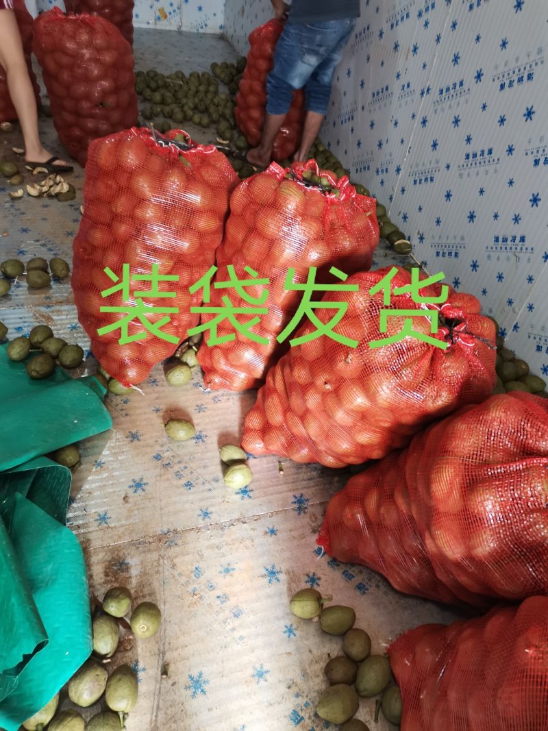 发财树种子包邮