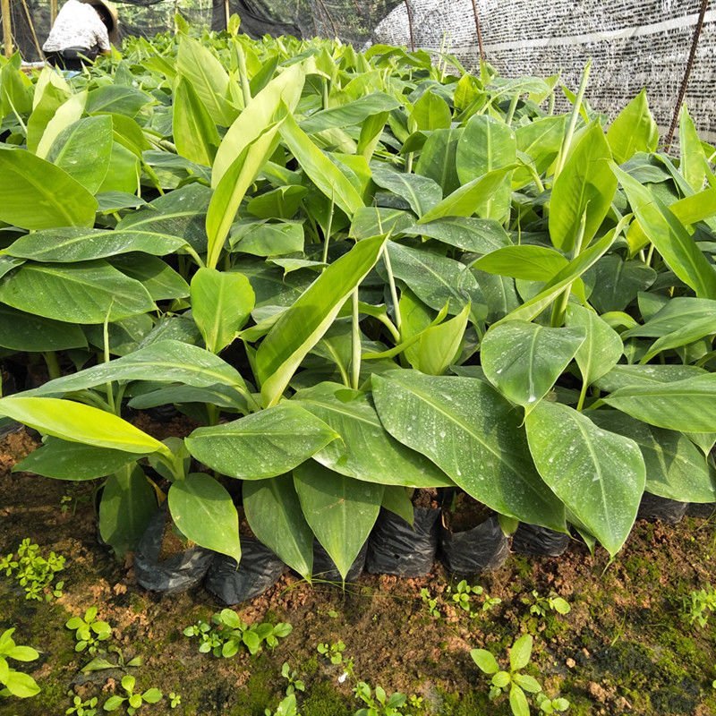 新品种中蕉9号香蕉苗产量高红香蕉粉蕉威廉斯B6香蕉苗皇帝