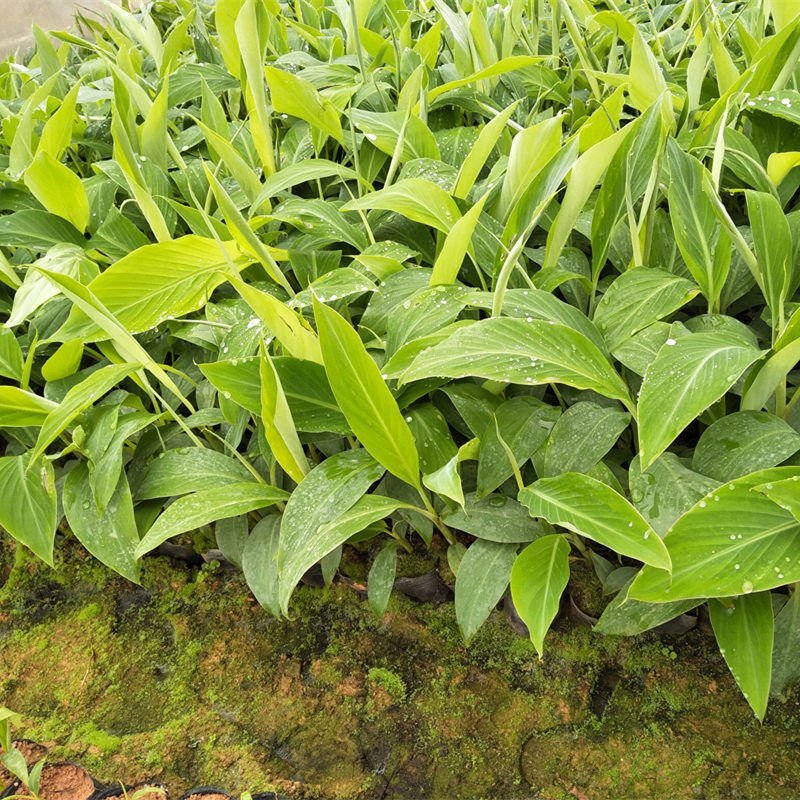 新品种中蕉9号香蕉苗产量高红香蕉粉蕉威廉斯B6香蕉苗皇帝