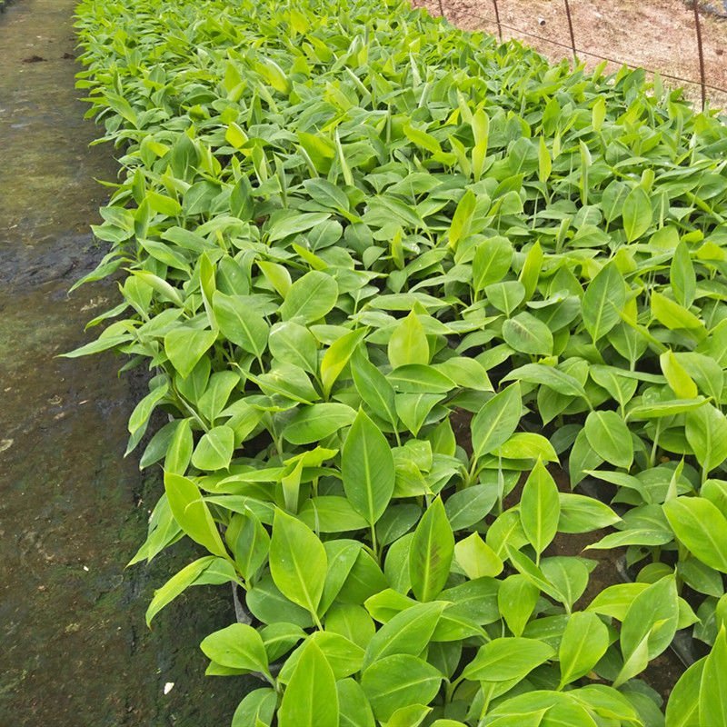 新品种中蕉9号香蕉苗产量高红香蕉粉蕉威廉斯B6香蕉苗皇帝