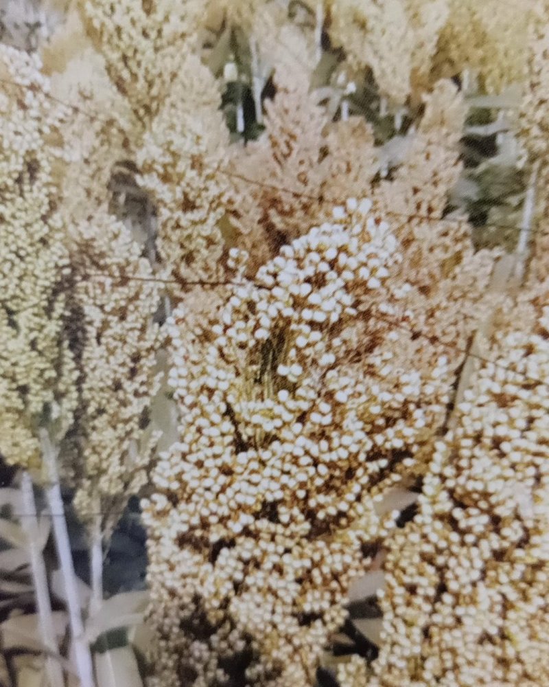 汉青15号高粱种子