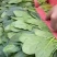 菠菜，（精品）山东惠民菠菜基地，规格齐全，代发全国！