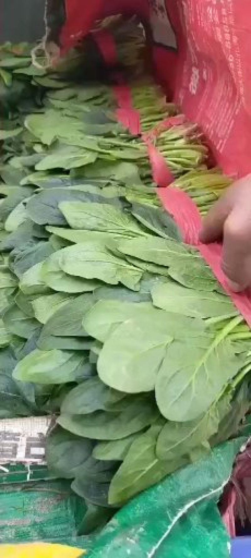 菠菜，（精品）山东惠民菠菜基地，规格齐全，代发全国！