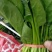 菠菜，（精品）山东惠民菠菜基地，规格齐全，代发全国！