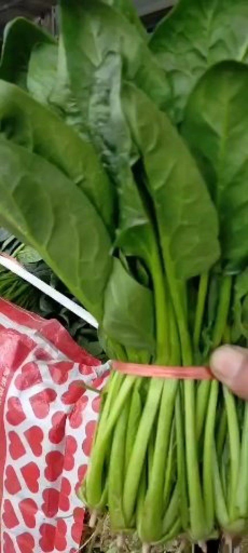 菠菜，（精品）山东惠民菠菜基地，规格齐全，代发全国！