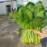 菠菜，（精品）山东惠民菠菜基地，规格齐全，代发全国！