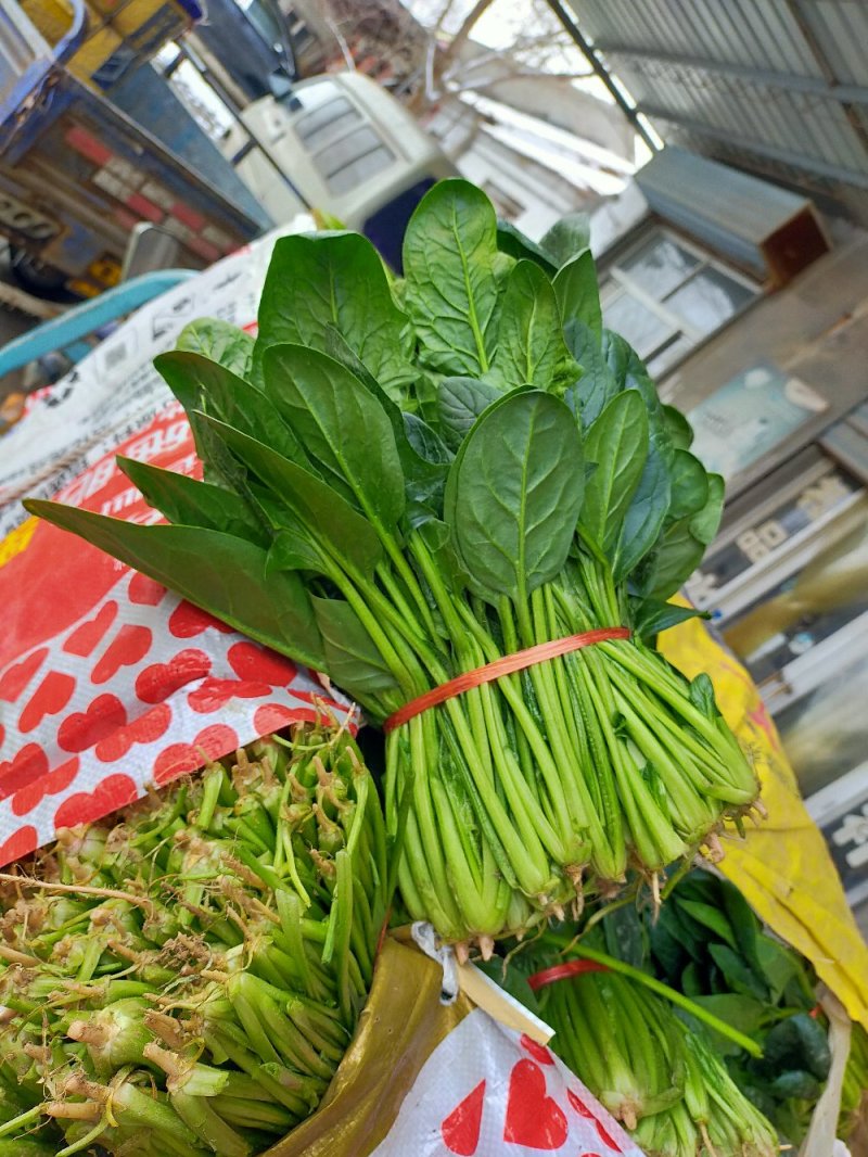 菠菜，（精品）山东惠民菠菜基地，规格齐全，代发全国！