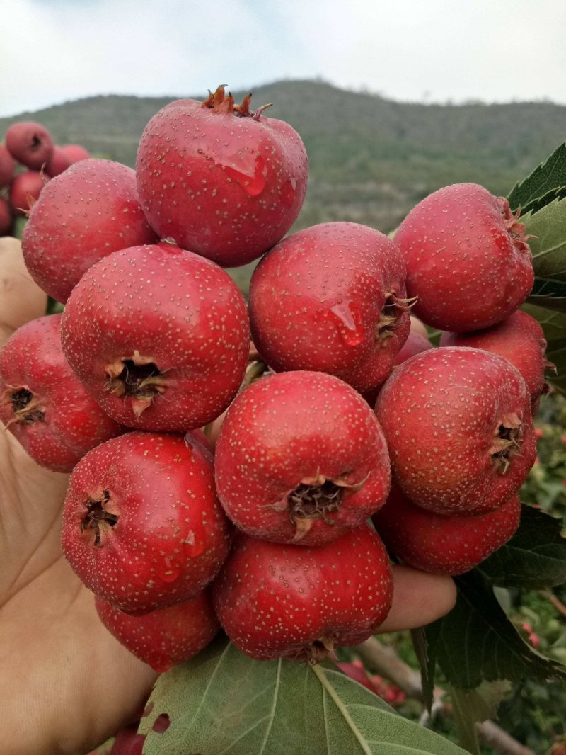 嫁接【无籽山楂】果树苗黄山楂甜大金星山楂苗南北方种植盆栽