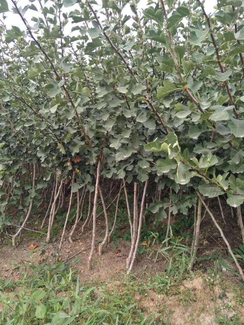 嫁接【无籽山楂】果树苗黄山楂甜大金星山楂苗南北方种植盆栽