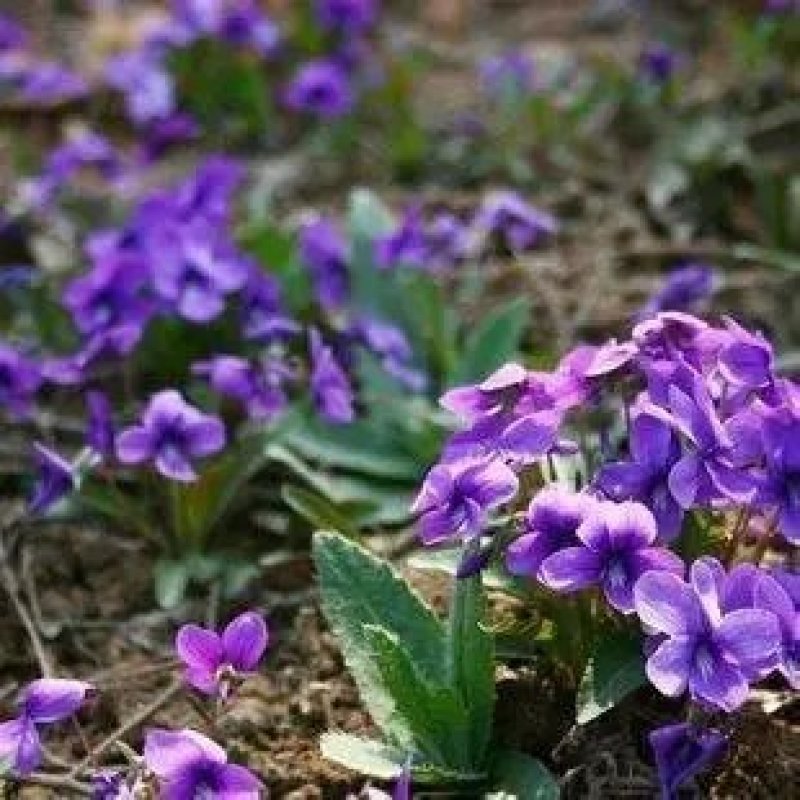 【紫花地丁种子】多年生耐寒花籽花四季播地被矮生花草户外耐