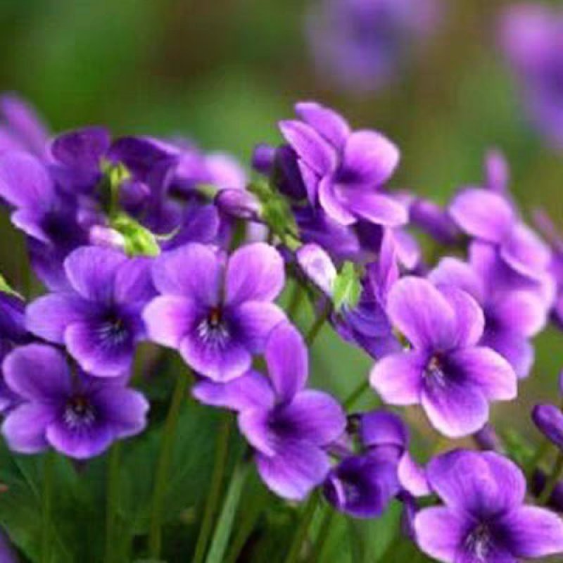 【紫花地丁种子】多年生耐寒花籽花四季播地被矮生花草户外耐