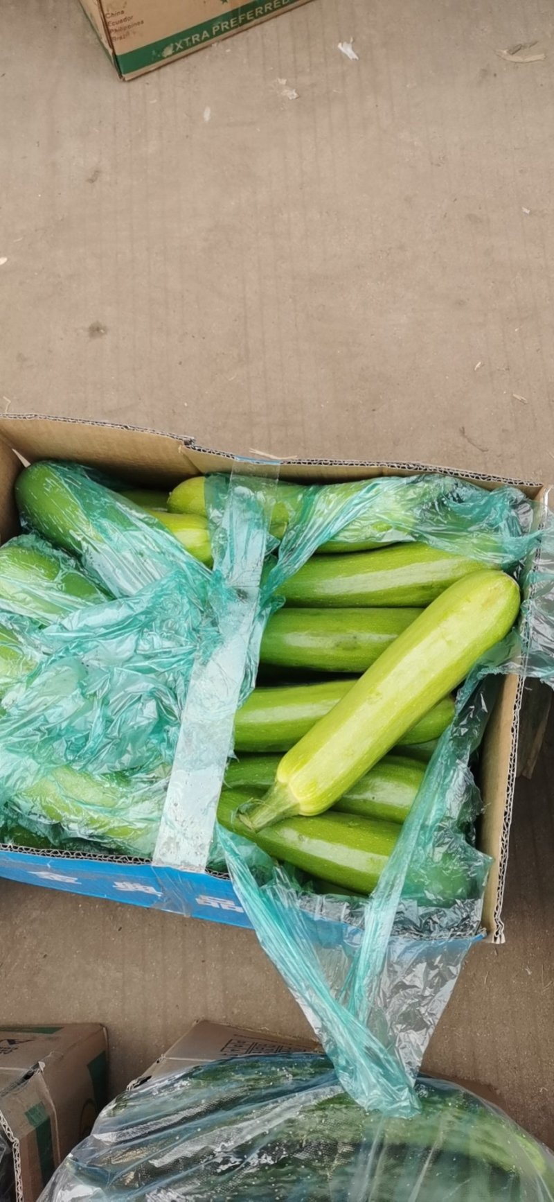 精品品西葫芦，油亮发绿，诚信代办支持线上交易
