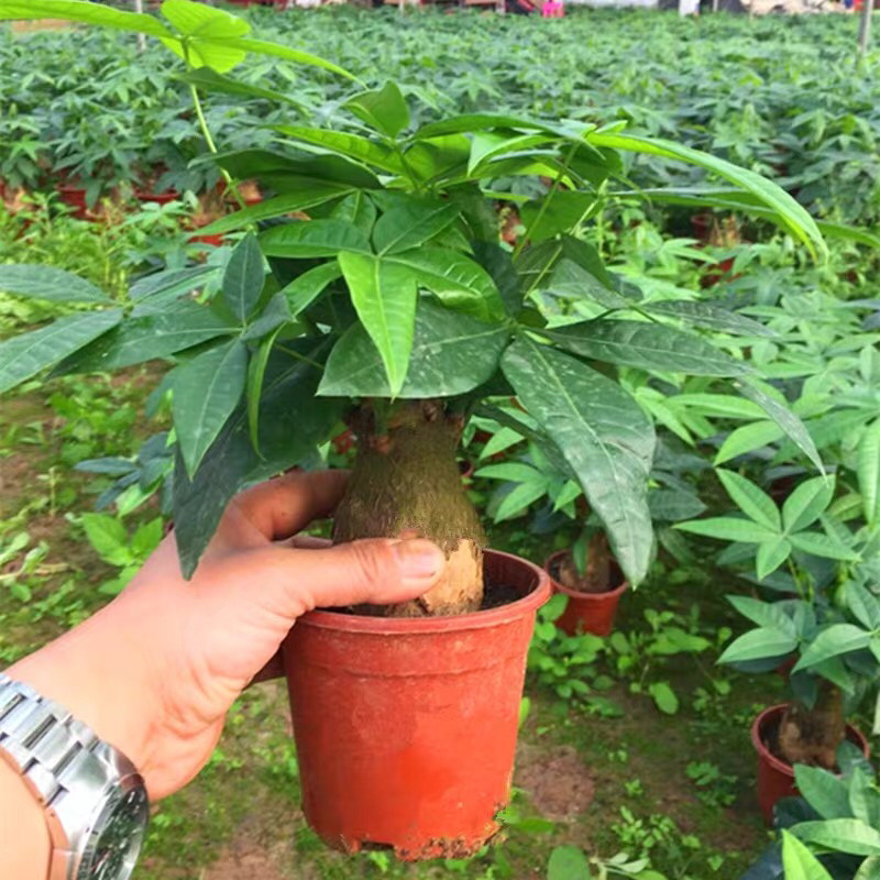 发财树盆栽植物室内客厅绿植小盆景四季常青办公室招财小盆栽