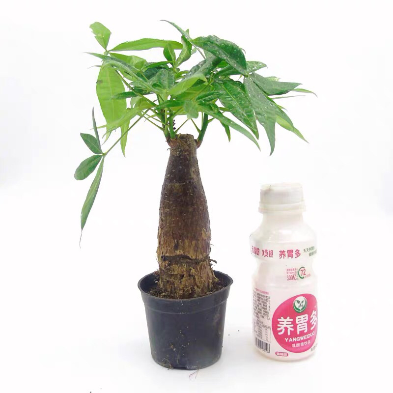 发财树盆栽植物室内客厅绿植小盆景四季常青办公室招财小盆栽