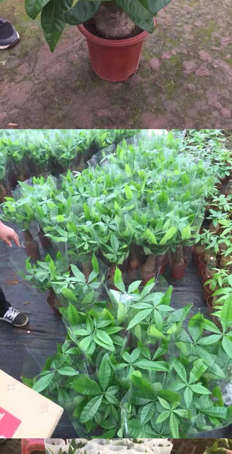 发财树盆栽植物室内客厅绿植小盆景四季常青办公室招财小盆栽