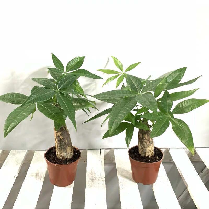 发财树盆栽植物室内客厅绿植小盆景四季常青办公室招财小盆栽