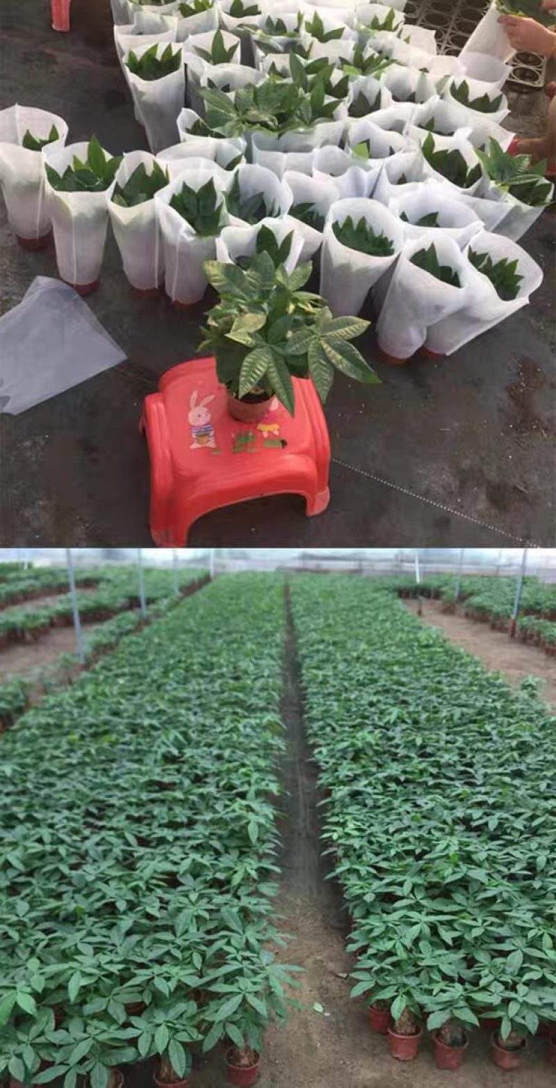 发财树盆栽植物室内客厅绿植小盆景四季常青办公室招财小盆栽