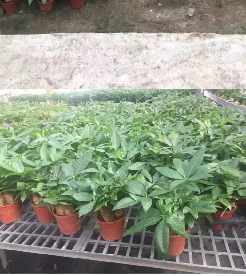 发财树盆栽植物室内客厅绿植小盆景四季常青办公室招财小盆栽