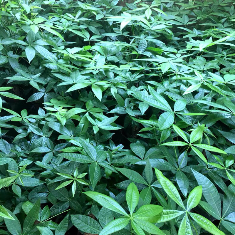 发财树盆栽植物室内客厅绿植小盆景四季常青办公室招财小盆栽
