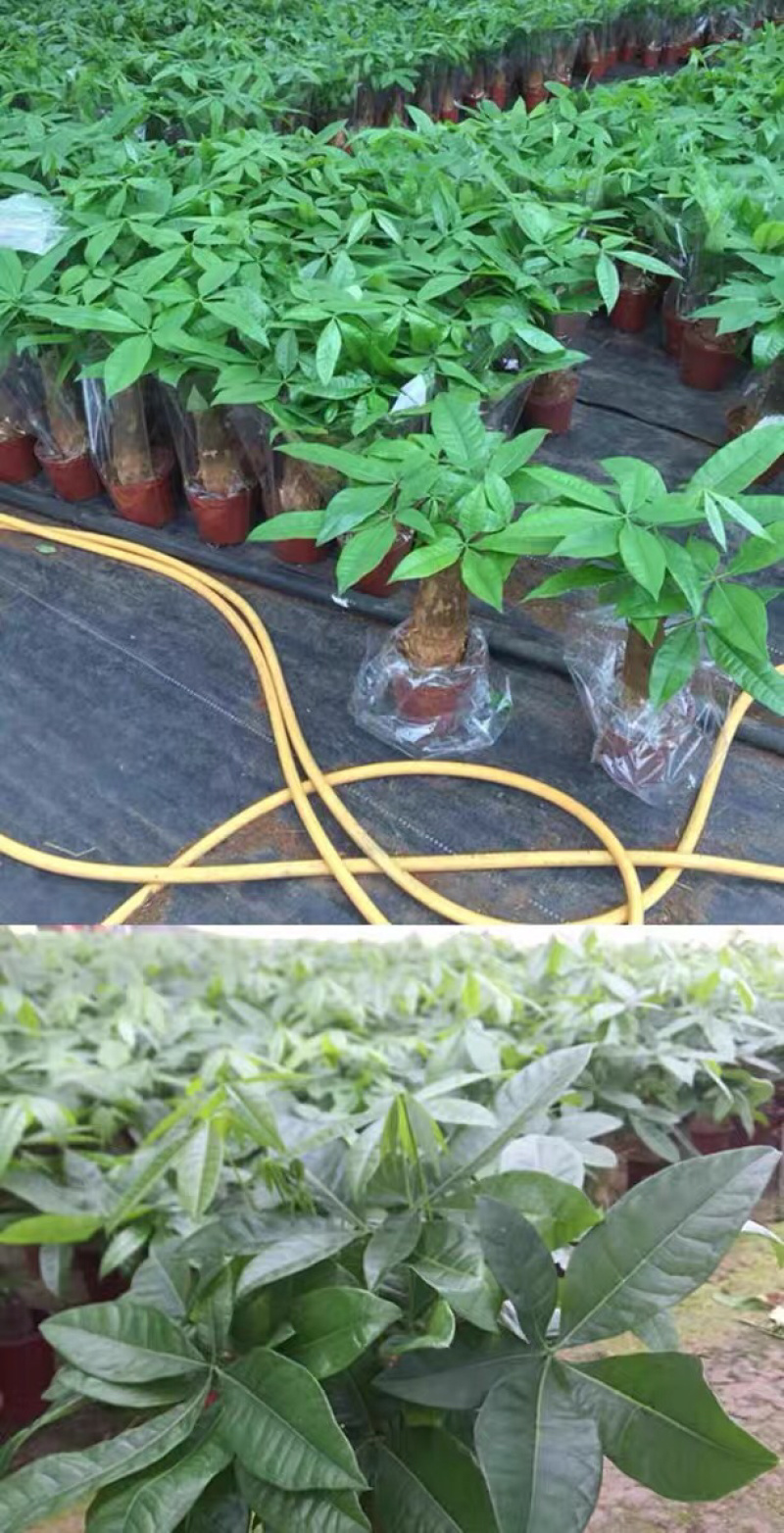 发财树盆栽植物室内客厅绿植小盆景四季常青办公室招财小盆栽