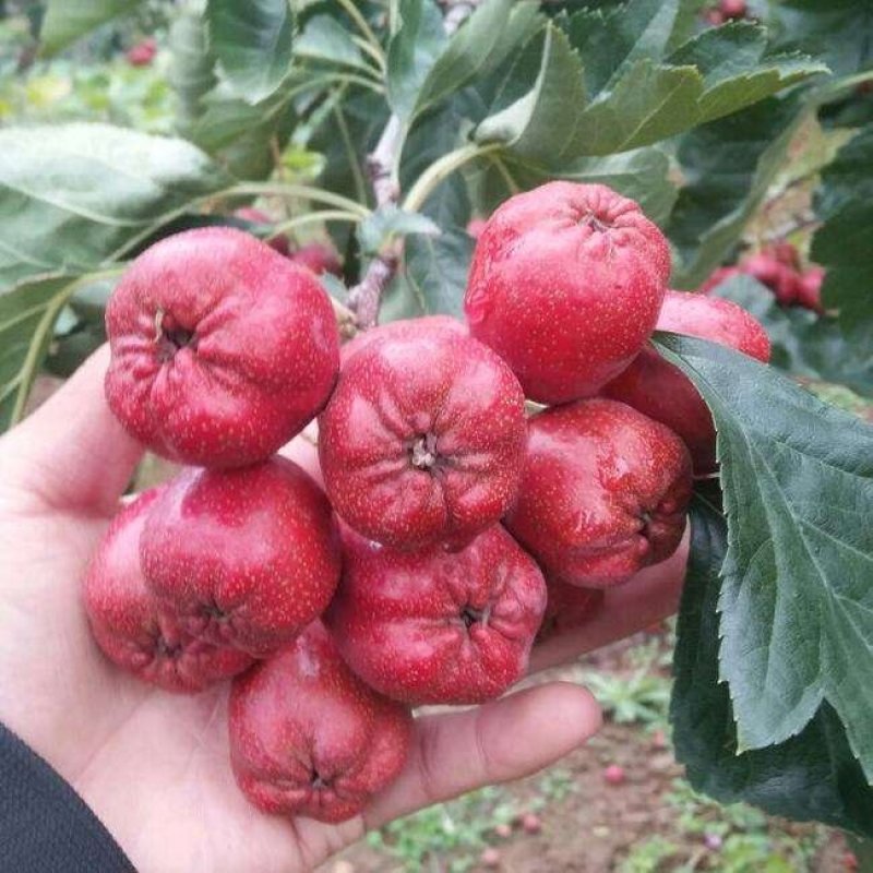 山楂树苗南方北方种植大金星大五棱当年结果地栽嫁接山楂树山