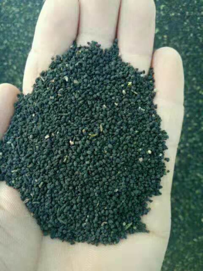 地产，纯新黄芩籽，黄芩种子