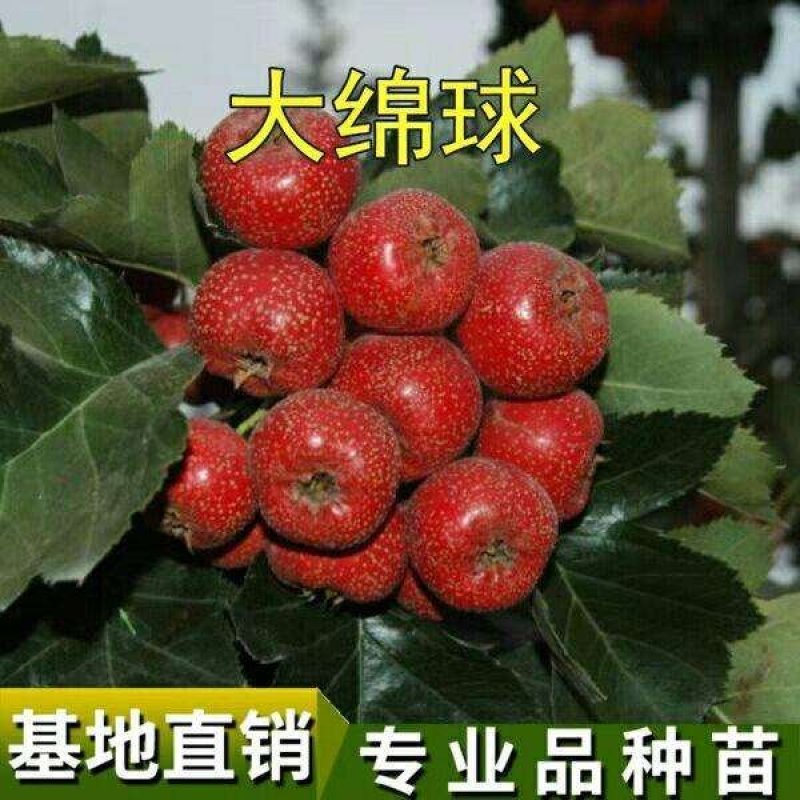 大棉球山楂苗歪把子山楂嫁接苗大绵球山楂树苗南北方种植当年