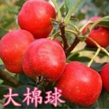 大棉球山楂苗歪把子山楂嫁接苗大绵球山楂树苗南北方种植当年