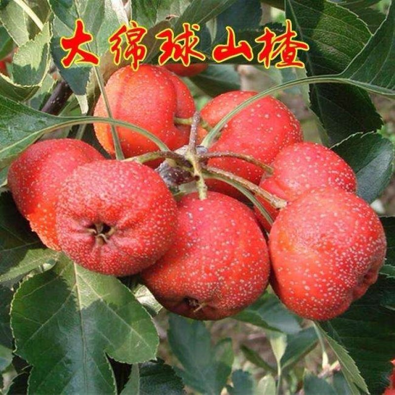 大棉球山楂苗歪把子山楂嫁接苗大绵球山楂树苗南北方种植当年