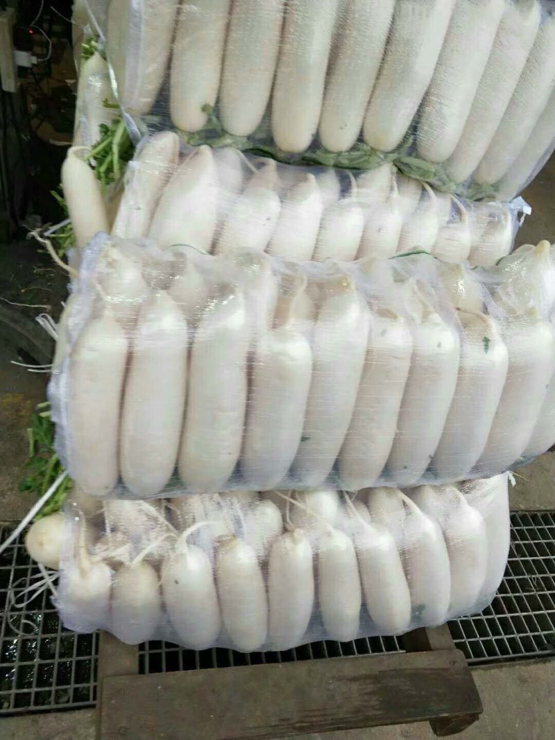 精品白箩卜大量上市保质保量可供超市发往全国各地