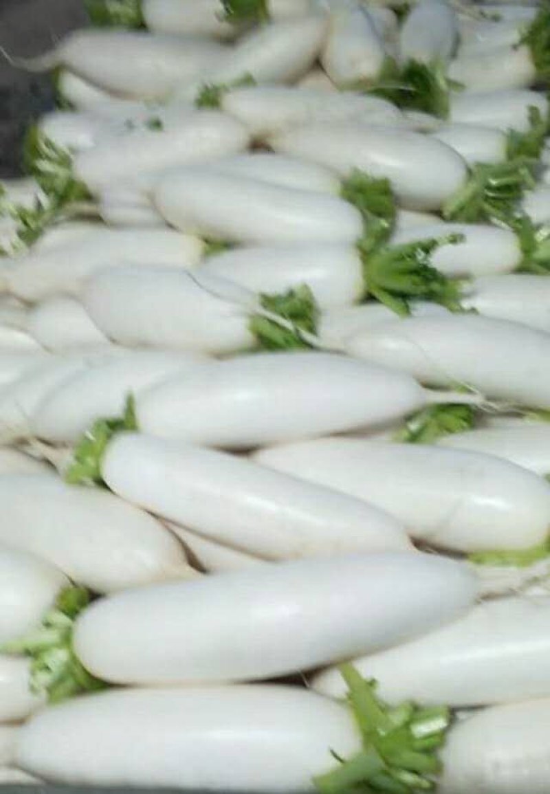 精品白箩卜大量上市保质保量可供超市发往全国各地