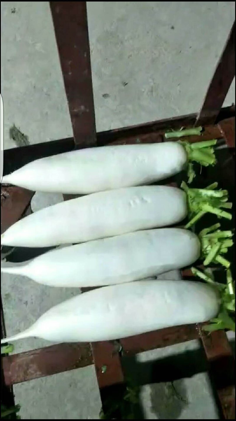 精品白箩卜大量上市保质保量可供超市发往全国各地