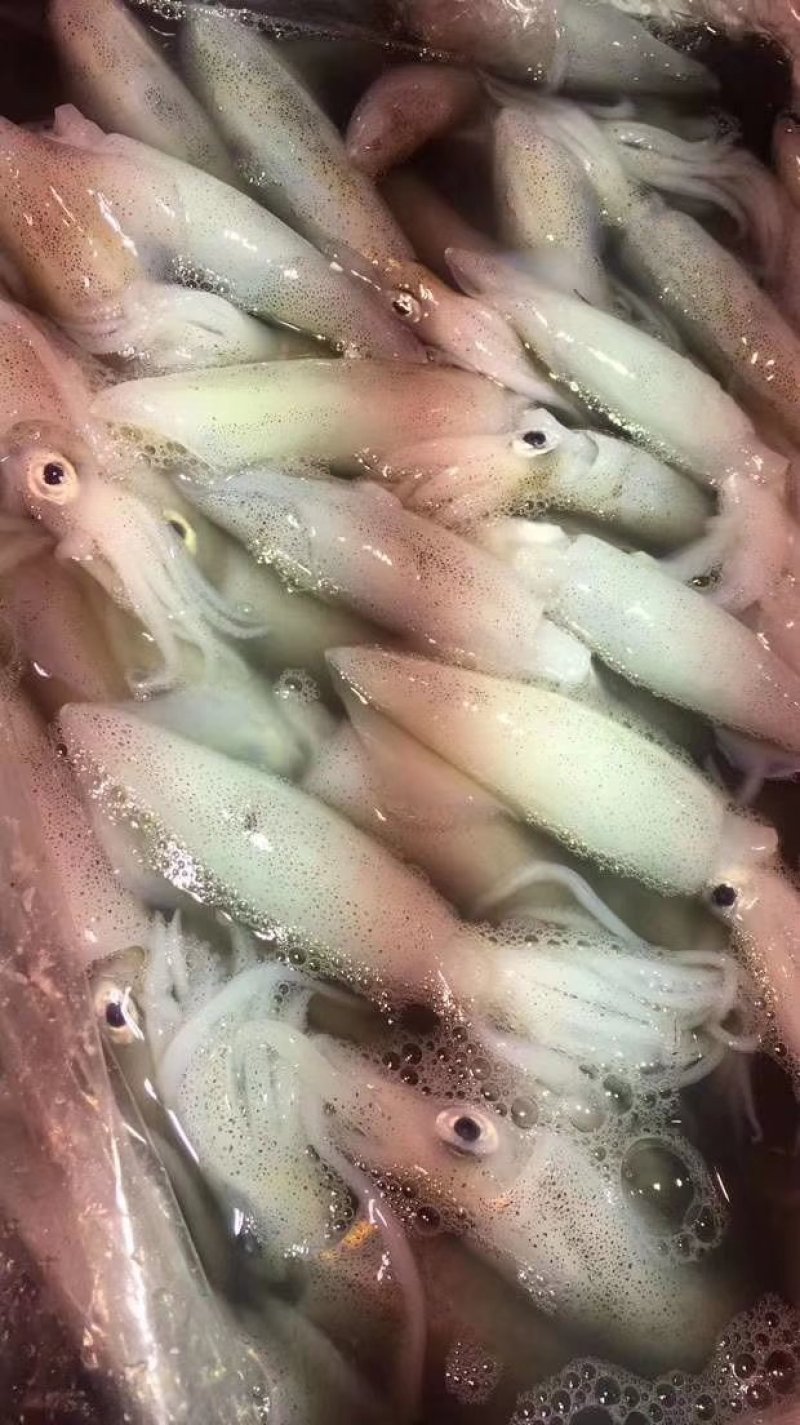 福建霞浦海捕小鱿鱼灯光鱿笔管鱼