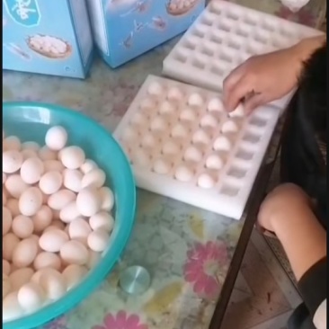 鸽子蛋