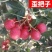 大棉球山楂苗歪把子山楂嫁接苗大绵球山楂树苗南北方种植当年