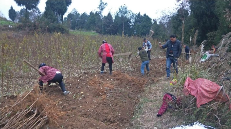 脆红李子树苗产地直供、品质保证现挖现买、