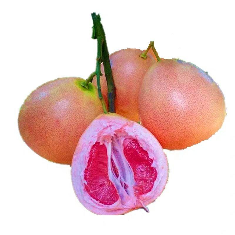 柚子树苗红心红肉蜜柚嫁接三红蜜柚果树果苗南方北方种植当年