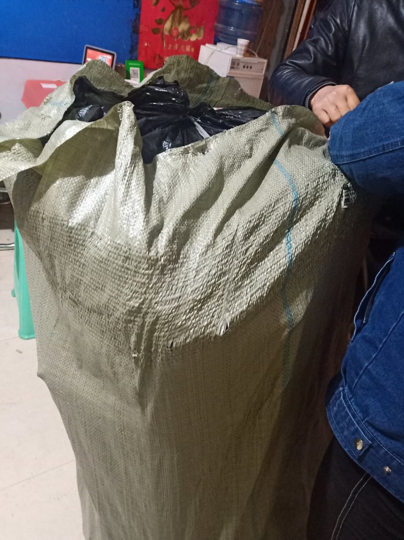 青脆李子苗现挖现买产地直供支持线上保障交易