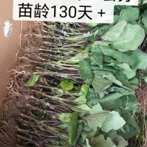 优质长茄