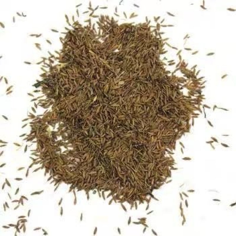黄花苜蓿草木犀多年生牧草种子南北方柱花草营养高猪牛羊鸡鸭