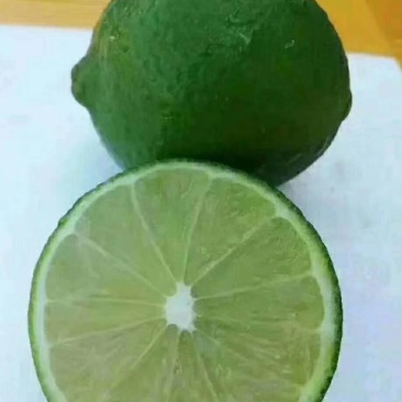 【精品】柠檬苗香水柠檬苗手指柠檬苗无核柠檬苗