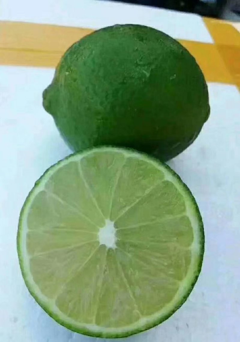 【精品】柠檬苗香水柠檬苗手指柠檬苗无核柠檬苗