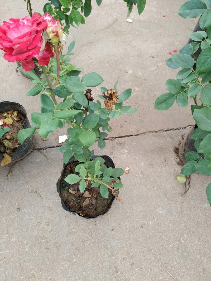 玫瑰花（红，黄，蓝，白，粉，紫）耐寒盆栽地栽南北适中