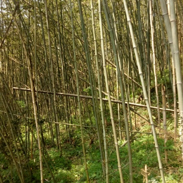 毛竹