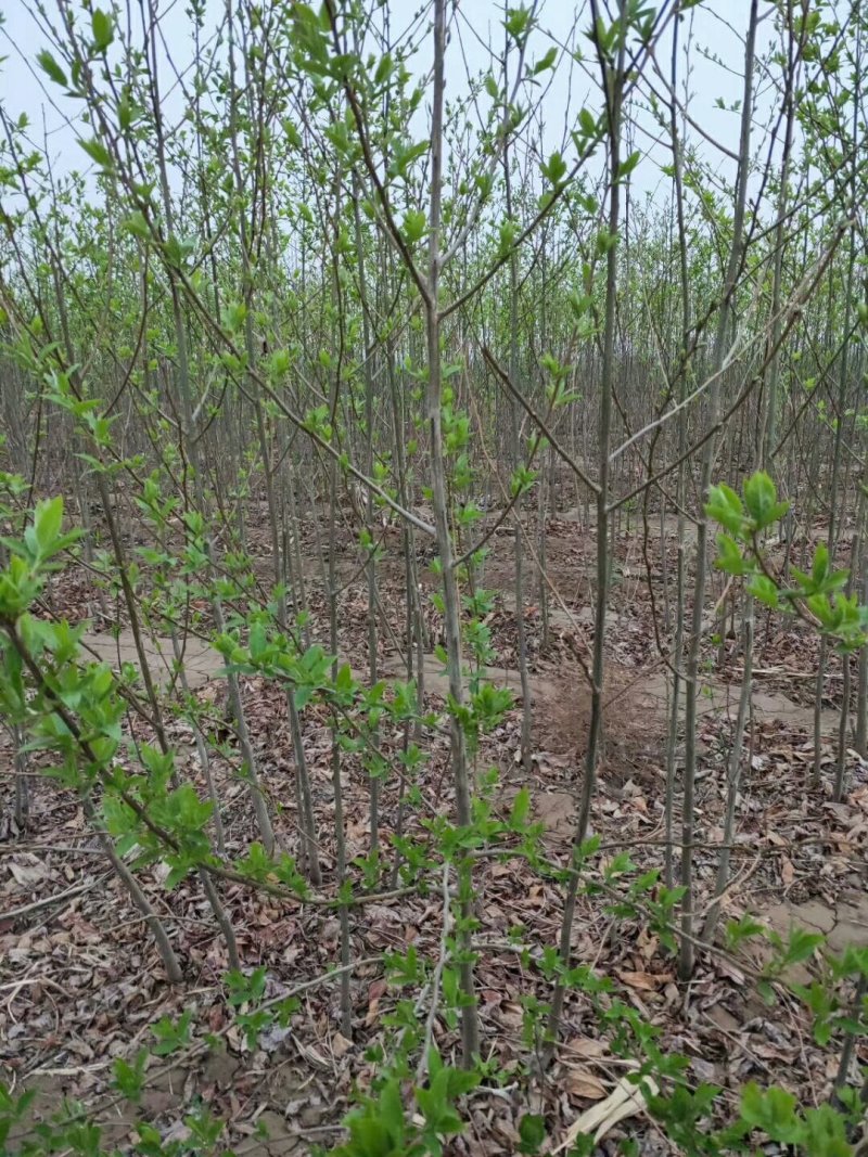 君迁子（黑枣苗，软枣子）嫁接柿子苗优良占木！