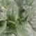 圆叶菠菜大量
