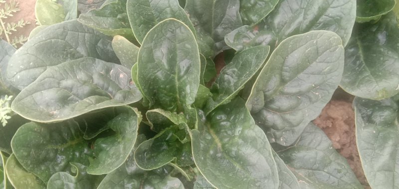 圆叶菠菜大量